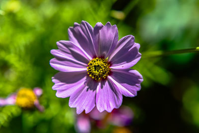 Close-up of pink flower