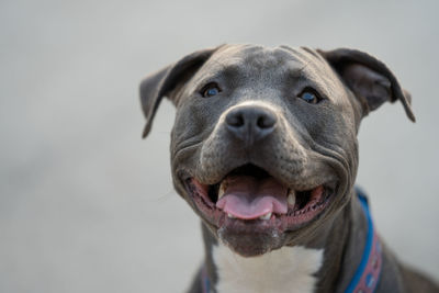 Pitbull puppy gets a close up head shot after playing hard