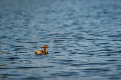 Duck swimming in lake