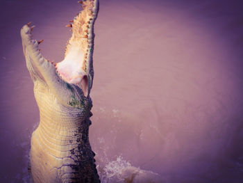 High angle view of crocodile in lake