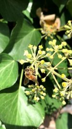 Close-up of butterfly pollinating flower