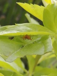 Close-up of plant