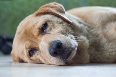 Close-up portrait of dog lying down on table