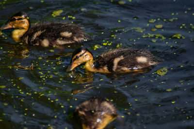 Ducks in a lake