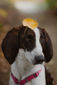 Close-up portrait of a dog with the leaf on it head 