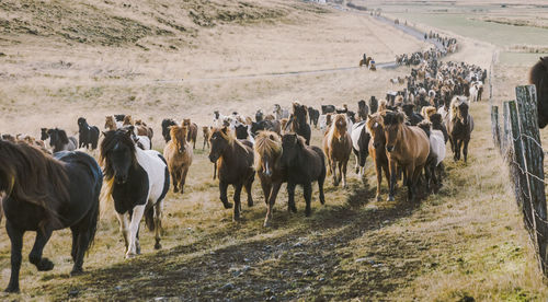 Horses walking in a field