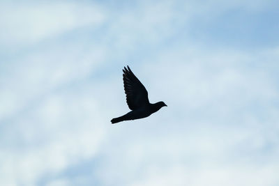 Low angle view of bird flying against sky