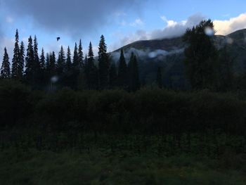 Pine trees on field against sky