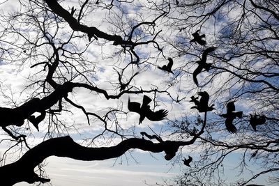 Low angle view of birds perching on bare tree