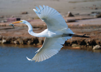bird