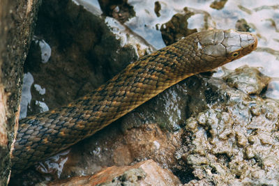 Close-up of snake on rock waiting for prey