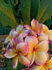 Close-up of pink flowering plant