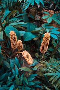 High angle view of pine cone on field