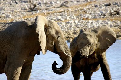 Elephant in water