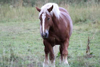 Horse standing in a field
