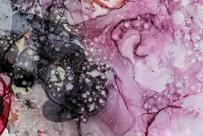 Full frame shot of pink rose on snow