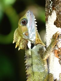 Close-up of lizard