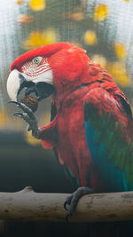 Colorful parrot eating peanut