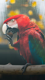 Close-up of parrot perching on wood