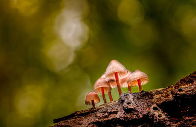 Close-up of mushrooms growing on land