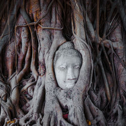 Buddha head under the bodhi tree. 