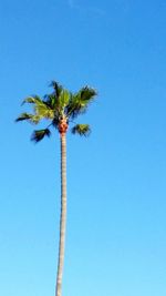 Low angle view of coconut palm tree against clear blue sky