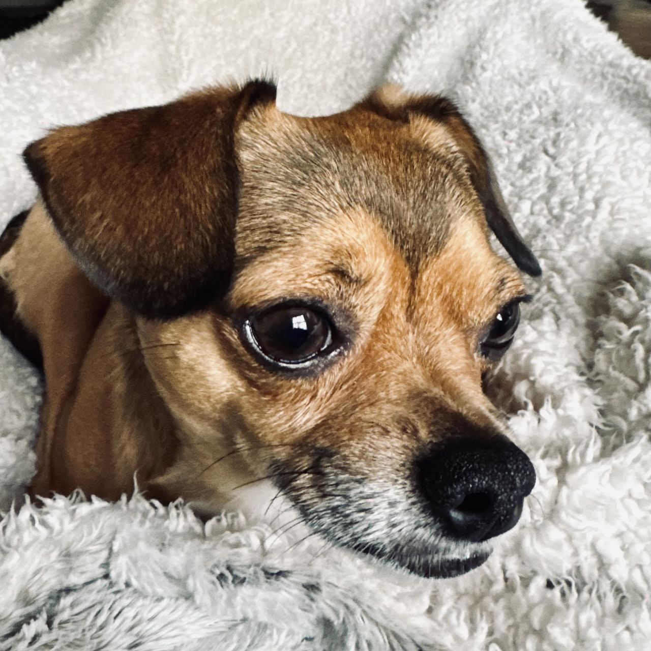 one animal, canine, dog, mammal, domestic animals, pet, animal, animal themes, lap dog, relaxation, indoors, puppy, close-up, no people, portrait, bed, chihuahua, animal body part, furniture, cute, lying down, animal head, young animal