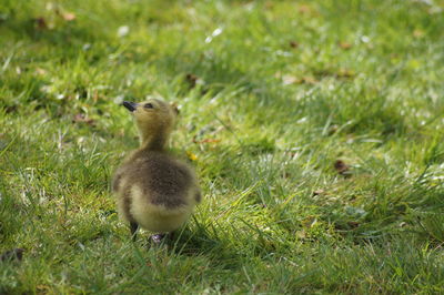 Mallard duck on field