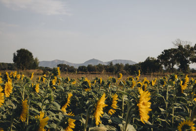 Scenic view of sunflower field against sky