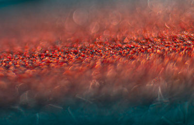 Shimmering treasures. serene baltic sea shoreline. shallow depth of field picture of sandy shores 