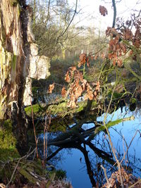 Tree by lake against sky