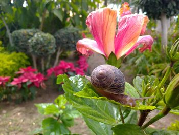 Close-up of snail on pink flowering plant