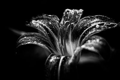 Close-up of flower over black background