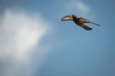 Low angle view of seagull flying against sky