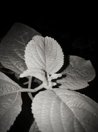 Close-up of water drops on leaf