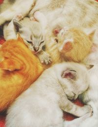 High angle view of cats sleeping indoors