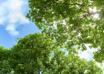 Low angle view of trees against sky