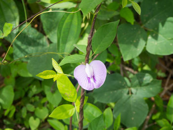 Close-up of purple flowering plant