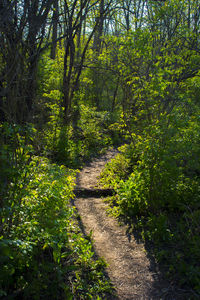 Footpath amidst trees in forest