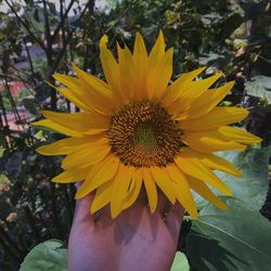 Close-up of hand on sunflower