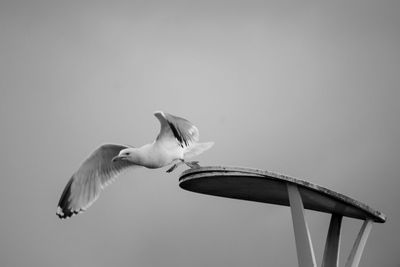 Low angle view of bird flying against clear sky