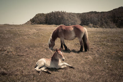 Horses in a field