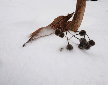 Lizard on tree during winter