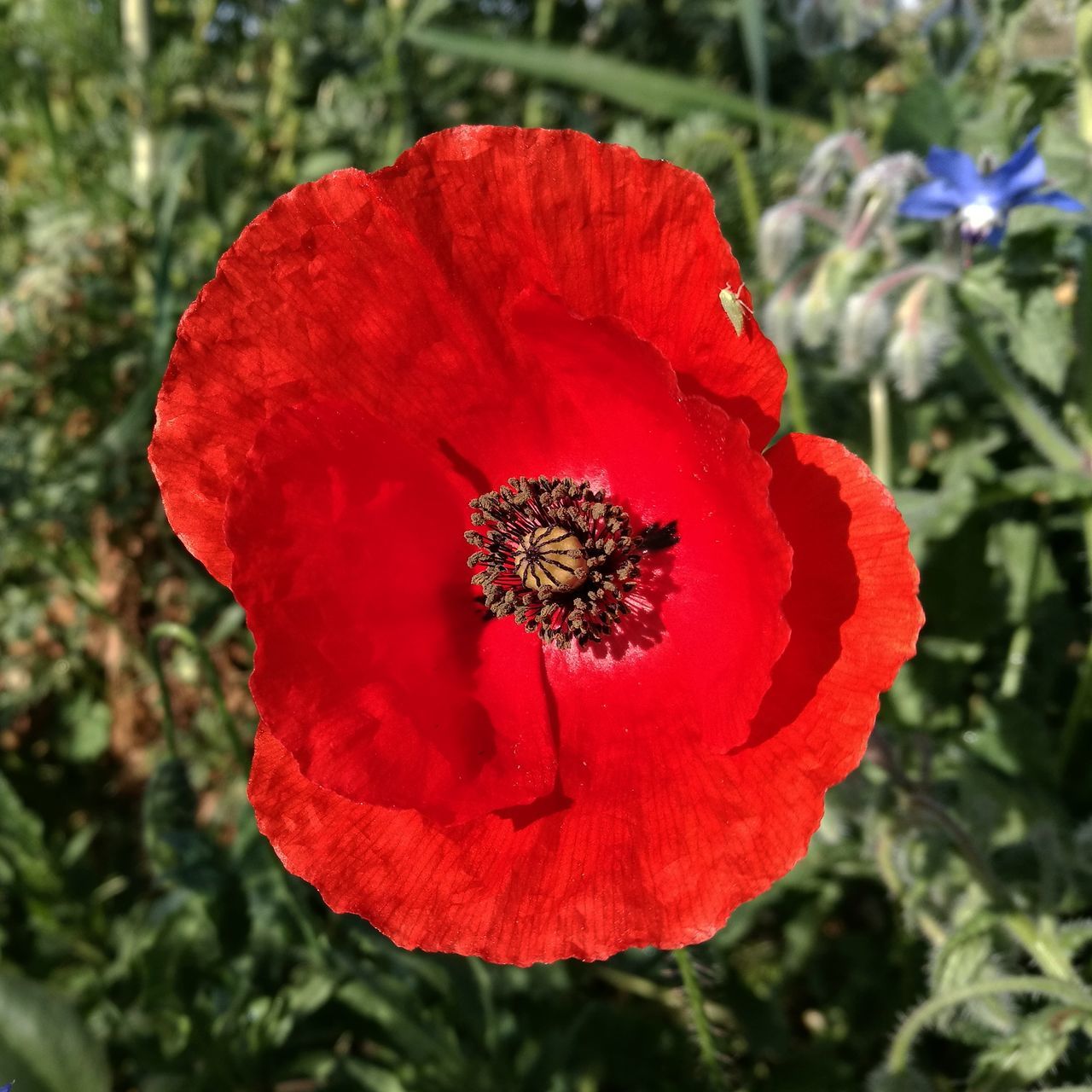 flower, red, petal, nature, flower head, focus on foreground, beauty in nature, blooming, fragility, pollen, outdoors, no people, freshness, zinnia, close-up, poppy, day