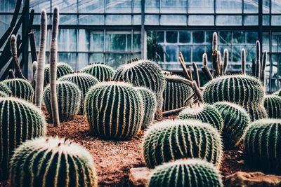 Cactus plants growing in greenhouse