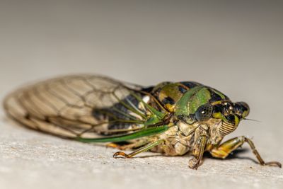 Close-up of insect