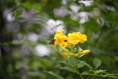 Close-up of yellow flowers blooming outdoors