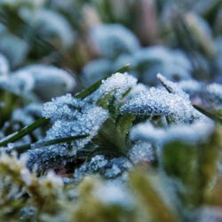 Close-up of frozen plants on field