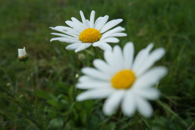 Close-up of daisy flowers