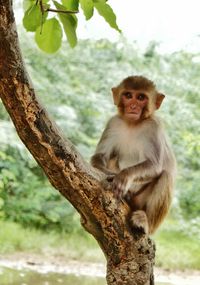 Portrait of monkey on tree